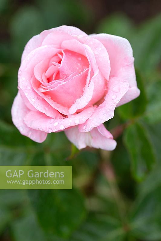 Rosa 'Queen Elizabeth' - Grandiflora Rose