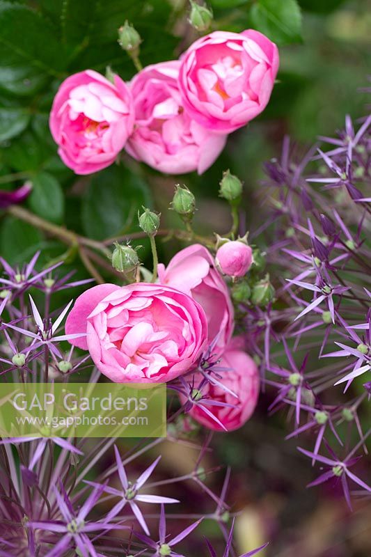 Rosa 'Raubritter' - Shrub Rose - with Allium cristophii