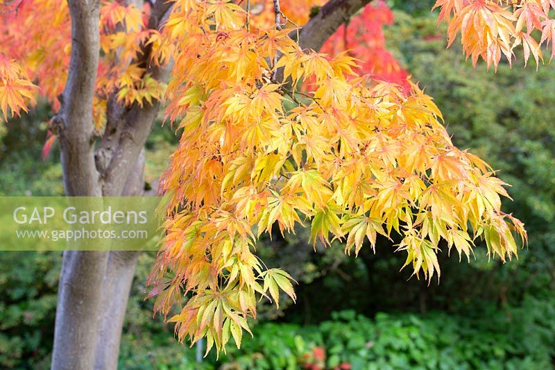 Acer palmatum 'Elegans'