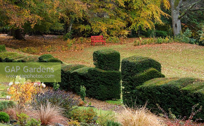 Elaborately shaped Yew topiary Taxus baccata and autumn foliage around a Chinese red bench in the garden at High Moss, Portinscale, Cumbria, UK
