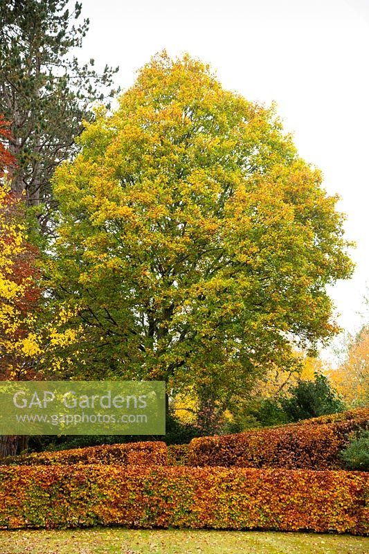 Autumn foliage on a Beech hedge Fagus sylvatica and a towering Oak tree 'Quercus' in the garden at High Moss, Portinscale, Cumbria, UK