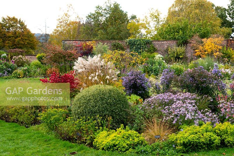 An autumn herbaceous bed of Asters, Euonymous and Penisetum 'Shogun' in the walled garden at Holehird Gardens - Windermere, Cumbria, UK