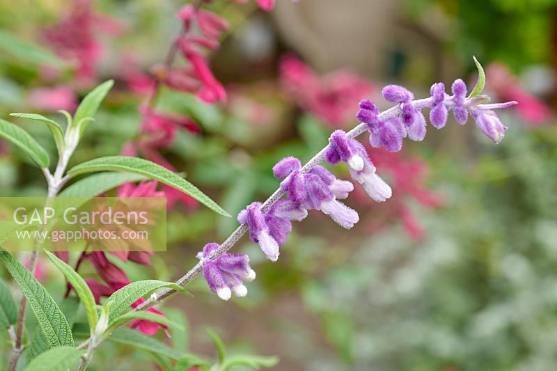 Salvia leucantha