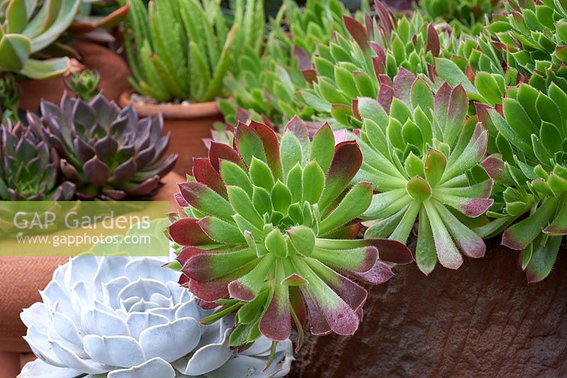 Aeonium 'Dusky Maiden' with Echeveria quitensis 'Lagona de Chicocha'