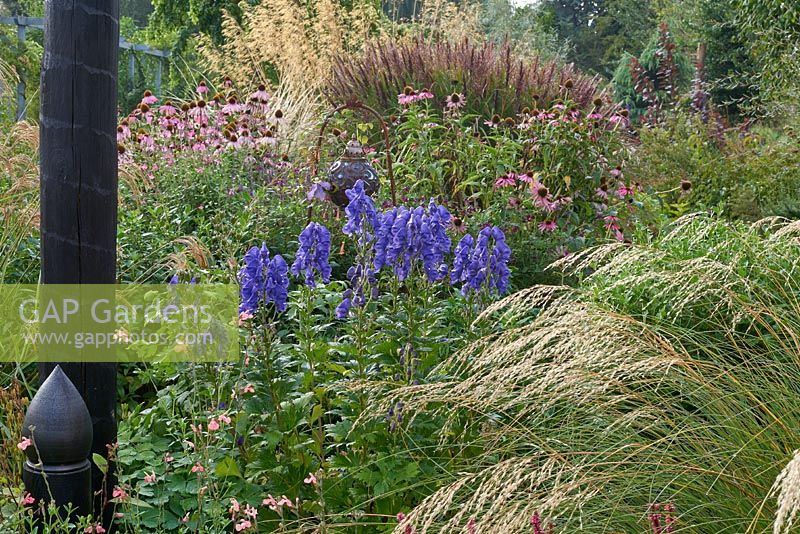 Aconitum carmichaelii 'River Ouse' - Monkshood - in a bed with ornamental grasses and Echinacea