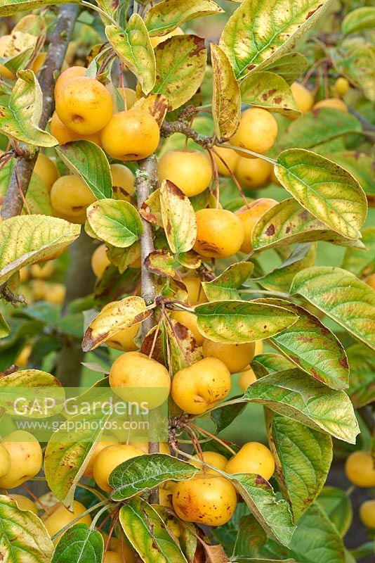 Malus 'Butterball' - Crabapple - fruit on branch