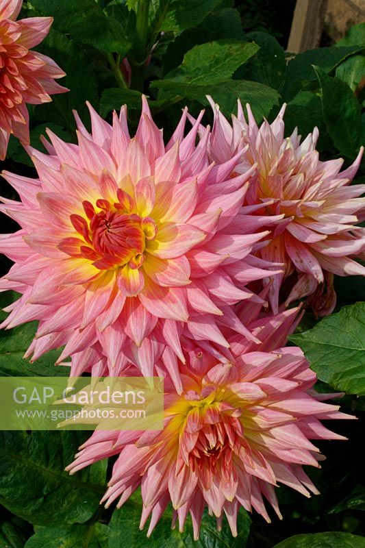 Dahlia 'Rose Jupiter' 