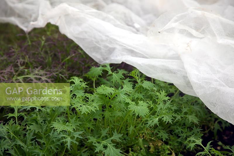 Overwintered Mizuna and Red Mizuna - Brassica rapa nipposinica and Brassica rapa var. japonica are fleeced to encourage early growth and cropping