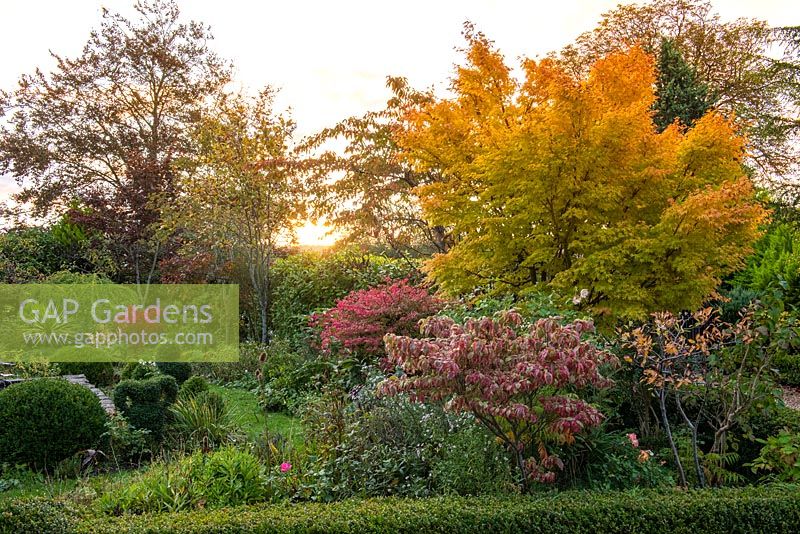 On right, Acer palmatum 'Sango-Kaku', the coral bark maple, above Cornus florida 'Rainbow'. Behind red leaved Euonymus alata. Borders of clipped box, privet and perennials.