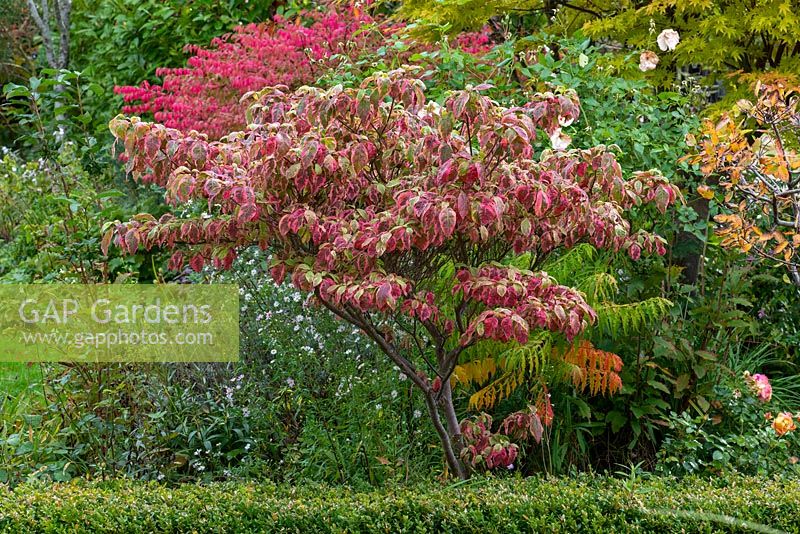 Cornus florida 'Rainbow', eastern flowering dogwood, a deciduous ornamental tree with leaves that turn red, pink and purple in autumn.