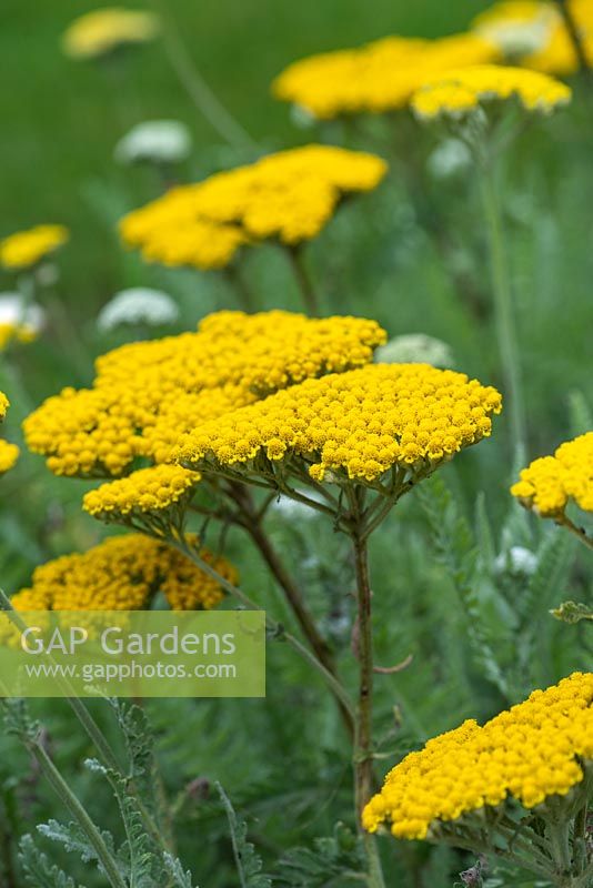 Achillea 'Coronation Gold', yarrow, has leathery, grey-green leaves forming evergreen rosettes, from which arise erect stems to 1m in height, bearing large, flat heads of small golden-yellow flowers, appearing from June.