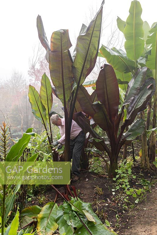 Man cutting off the leaves from Ensete ventricosum 'Maurellii' and Ensete ventricosum 'Montbeliardii' in preparation to  overwinter the stems