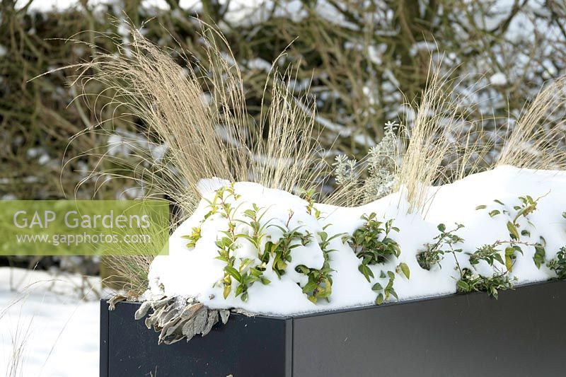 Grasses in iron containers covered with snow.