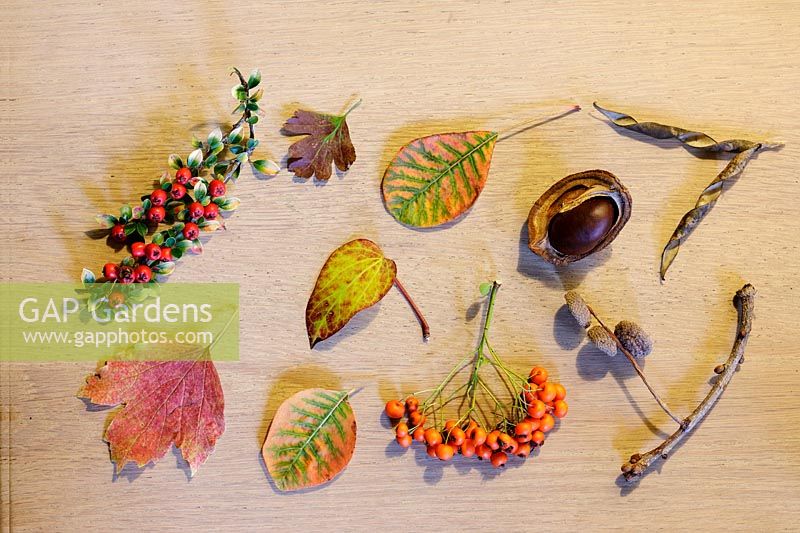 Autumn leaves, fruits, seeds - October
