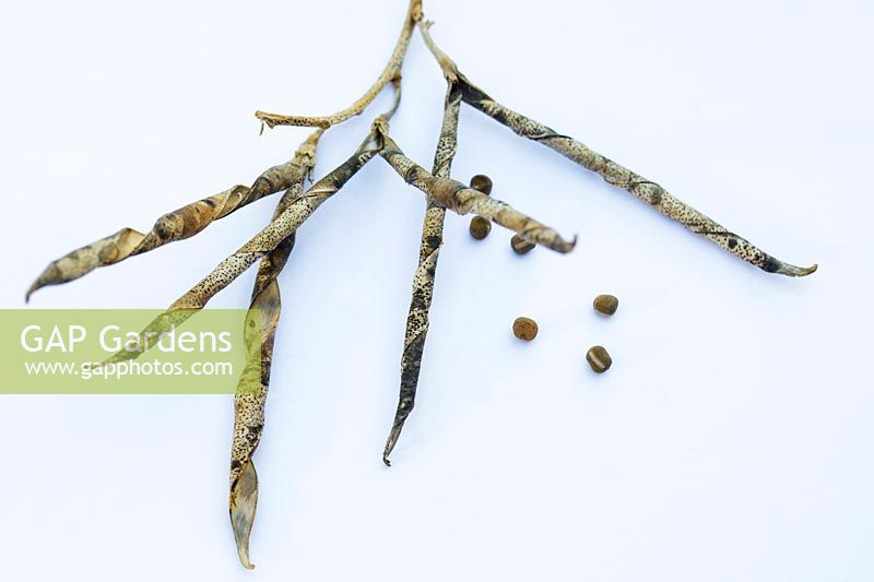 Lathyrus odoratus, seed pod and seeds on a white background