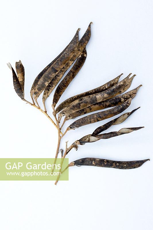 Lathyrus latifolius - everlasting sweet pea, dried seedpods twisting 