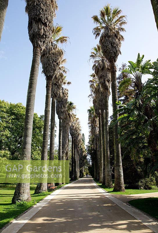 Avenue of Mexican fan palms - Mexican Washingtonia robusta - Tropical Botanic Garden Lisbon, Portugal