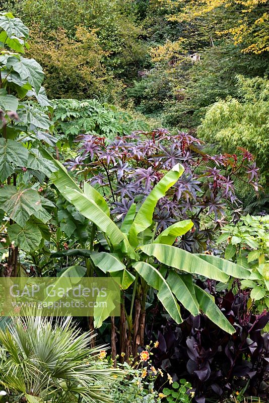 Musa sikimensis and Ricinus communis in an exotic garden