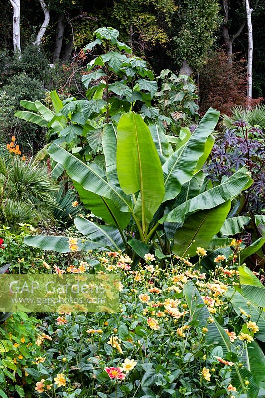 Dahlia 'Danum Torch' and  Musa sikimensis in an exotic garden