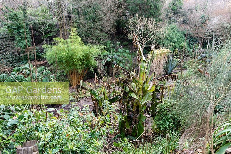 Overview of a garden with a sheltered microclimate which permits tender exotic plants to flourish in the warmer months, here in dormant season