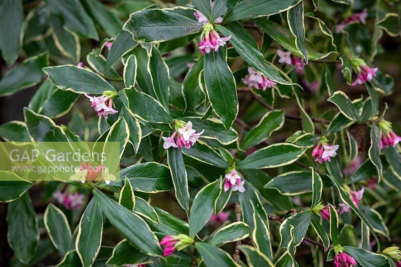 Daphne odora 'Aureomarginata' - Gold-edged winter daphne.