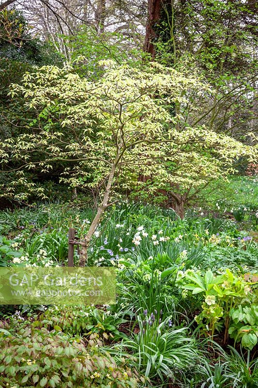 A border in the woodland garden with Cornus alternifolia 'Argentea', epimediums, daffodils and erythroniums