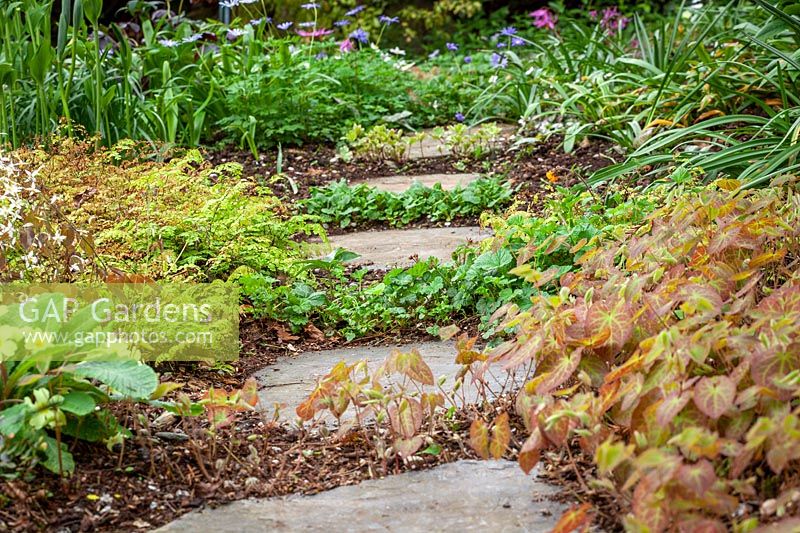 Stepping stone path with spreading woodland flowers including Primula vulgaris, tellimas, ferns and epimediums