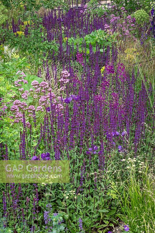 Rivers of Salvia nemorosa 'Caradonna' AGM - Balkan clary. Breaking Ground Garden, RHS Chelsea Flower Show 2017