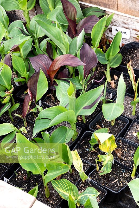 Cannas hardening-off in a cold frame prior to planting out 
