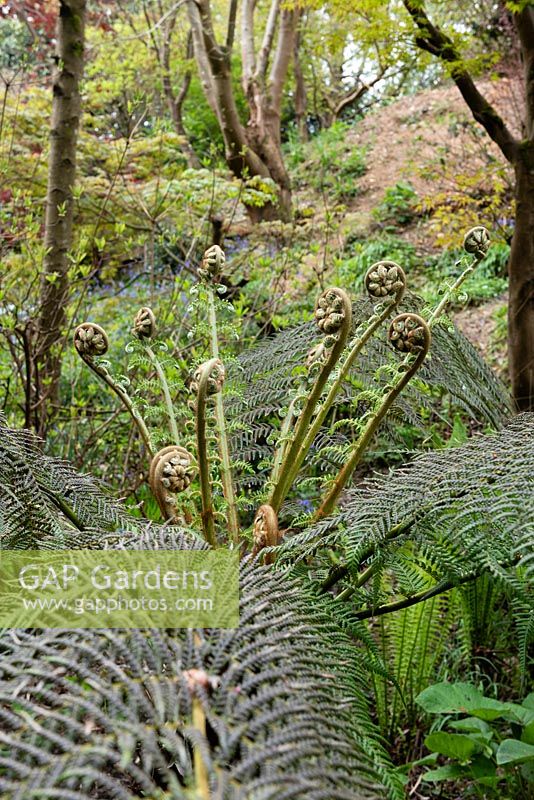 Emerging fronds of Dicksonia antarctica - Tree Fern - in woodland