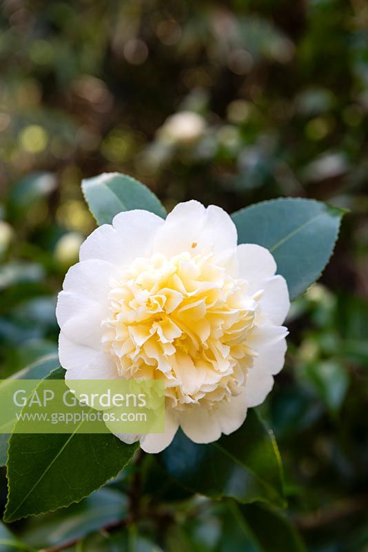 Camellia x williamsii 'Jury's Yellow'