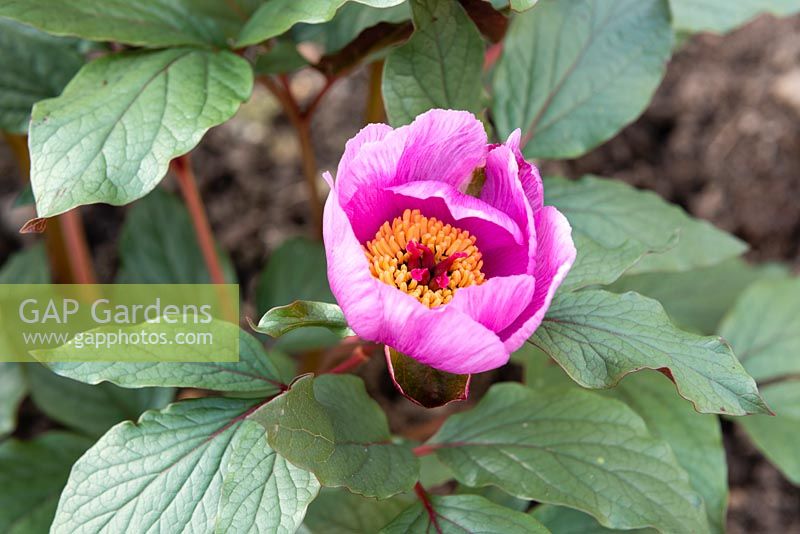 Paeonia cambessedesii