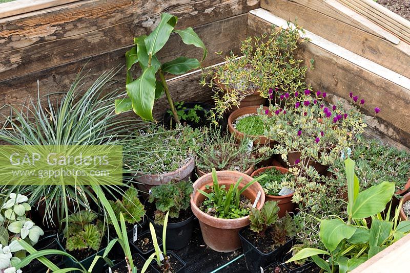 Assorted tender plants hardening-off in a cold frame before planting out