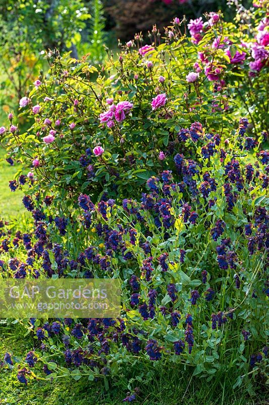 Rosa 'The Mayflower' and Cerinthe major 'Purpurescens' in purple and pink themed garden border