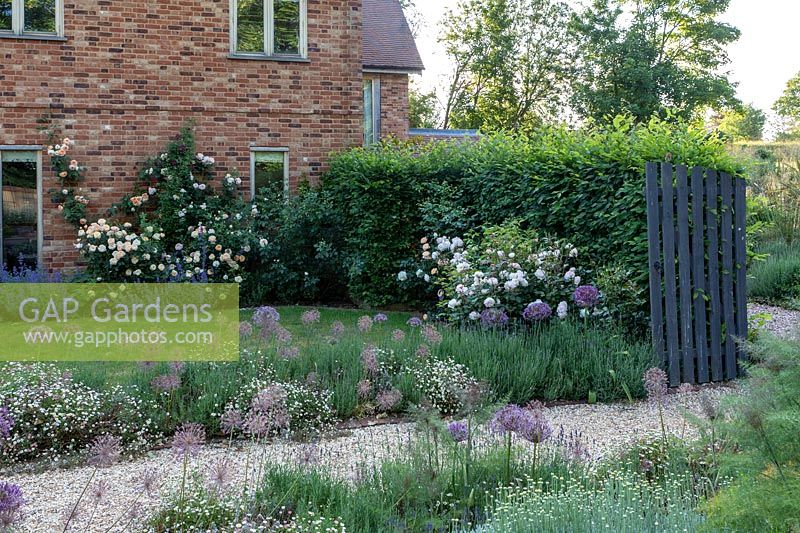 Lavender 'Hidcote' with erigeron and Allium cristophii lining the pathway with Rosa 'Desdemona'