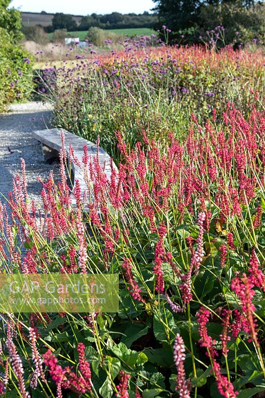 Persicaria amplexicaulis 'Firedance', beyond rustic bench and countryside