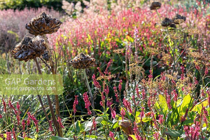 Persicaria amplexicaulis 'Firedance', with seedheads of Foeniculum vulgare - Fennel - and Cyanara cardunculus - Cardoon 