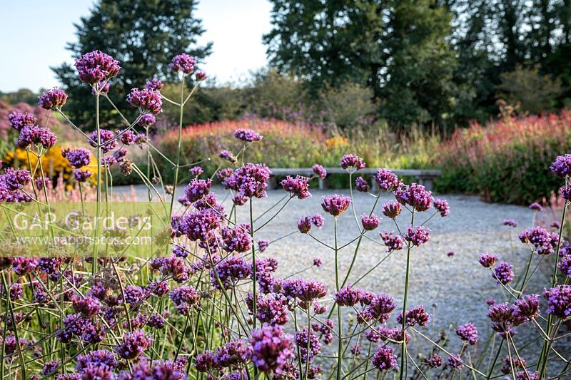 Looking through Verbena bonariensis to gravel area and perennial bed with bench in front