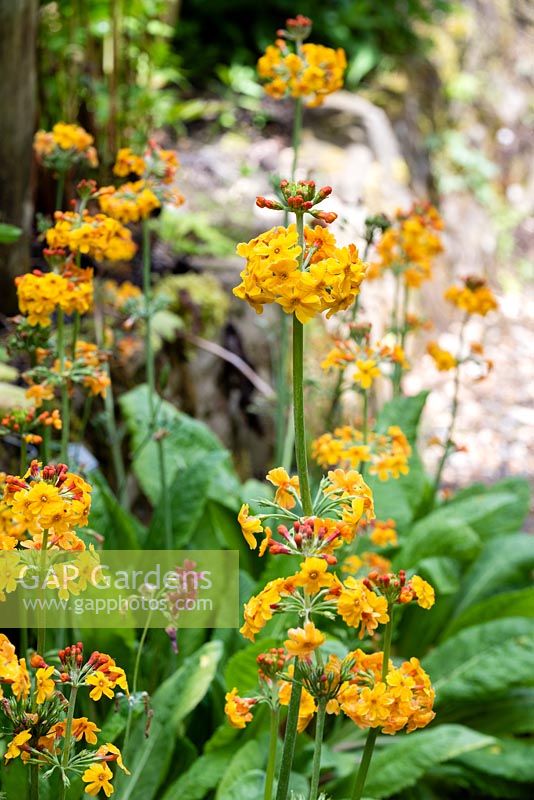 Primula bulleyana