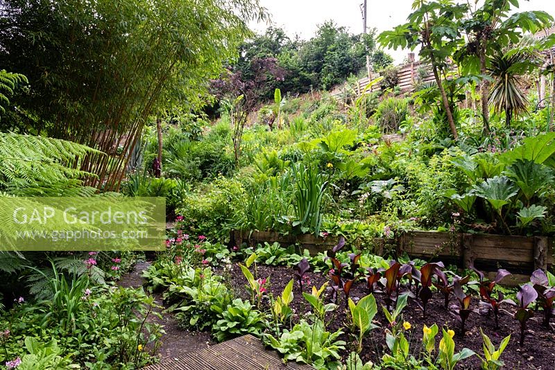 View of a garden which is situated in a steep-sided valley with its own sheltered microclimate, which permits tender exotic plants to flourish.
