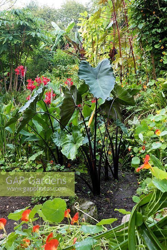 Colocasia esculenta 'Burgundy Stem' in a garden which is situated in a steep-sided valley or combe with its own sheltered microclimate which permits tender exotic plants to flourish
