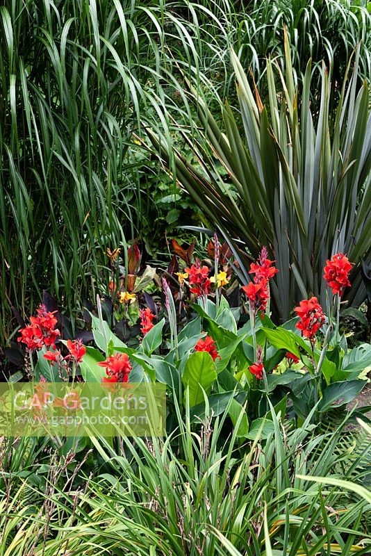 Canna 'Firebird'