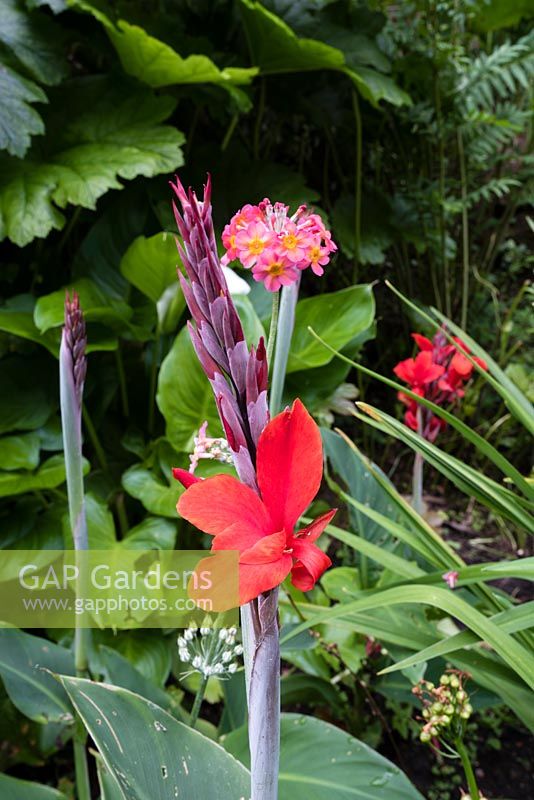 Canna 'Firebird' and Primula bulleyana