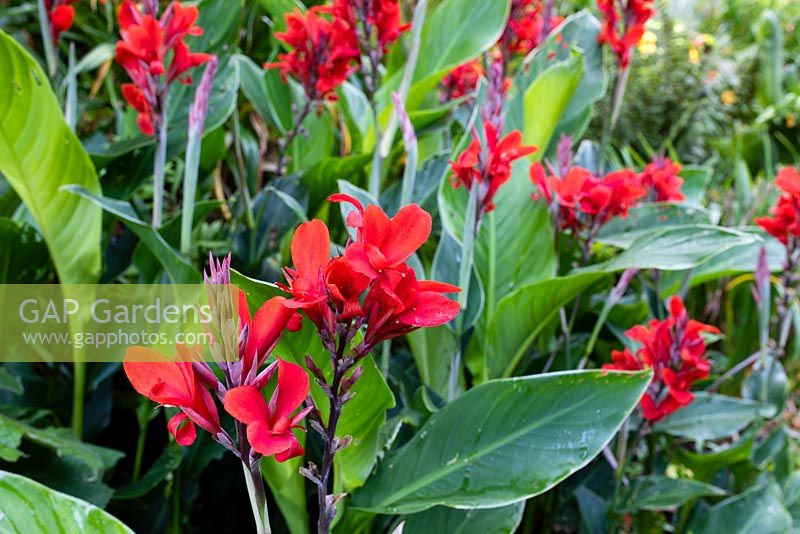 Canna 'Firebird'