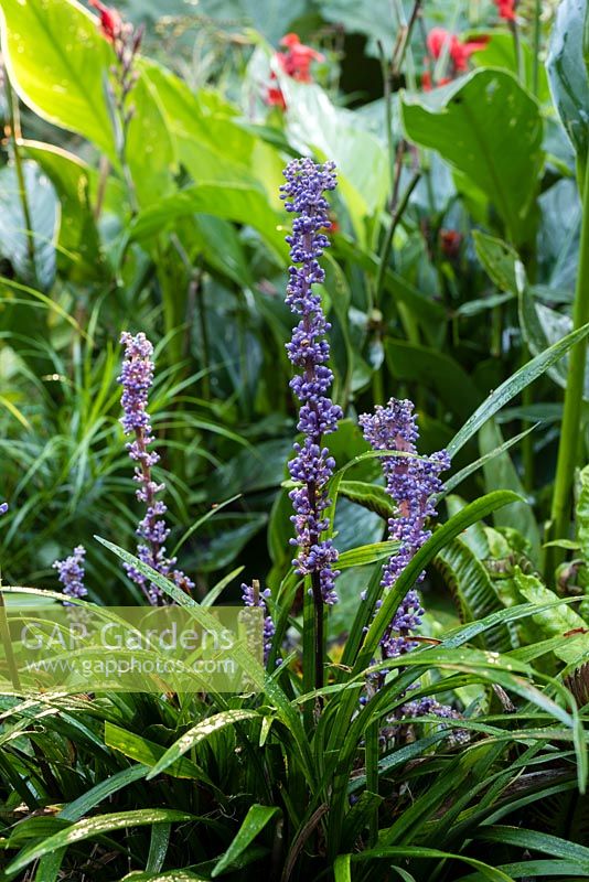 Liriope muscari - Big blue lilyturf