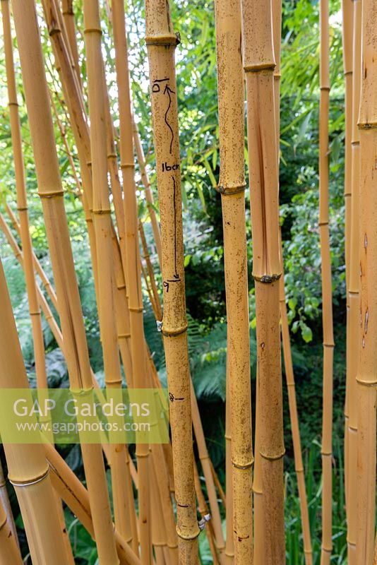 Phyllostachys vivax f. 'Aureocaulis' - Bamboo - with marks showing the growth rate in cms per dated day of an adjacent new cane. 