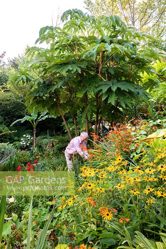 Jack Salway gardening under Tetrapanax papyifera 'Rex', in a garden which is situated in a steep-sided valley with its own sheltered microclimate which permits tender exotic plants to flourish. 