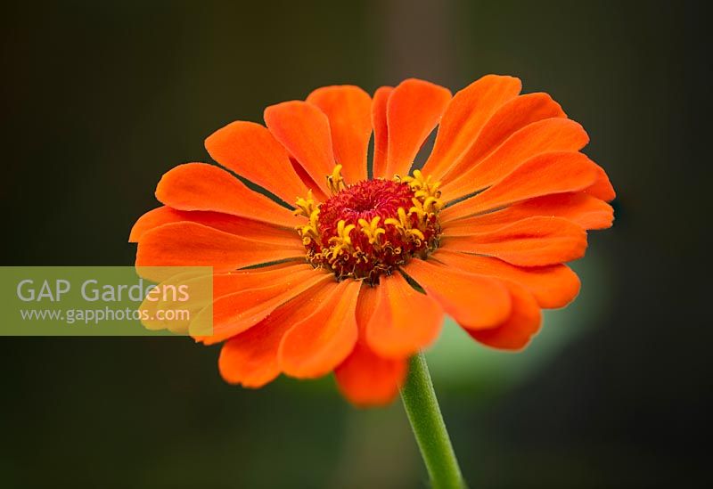 Zinnia elegans