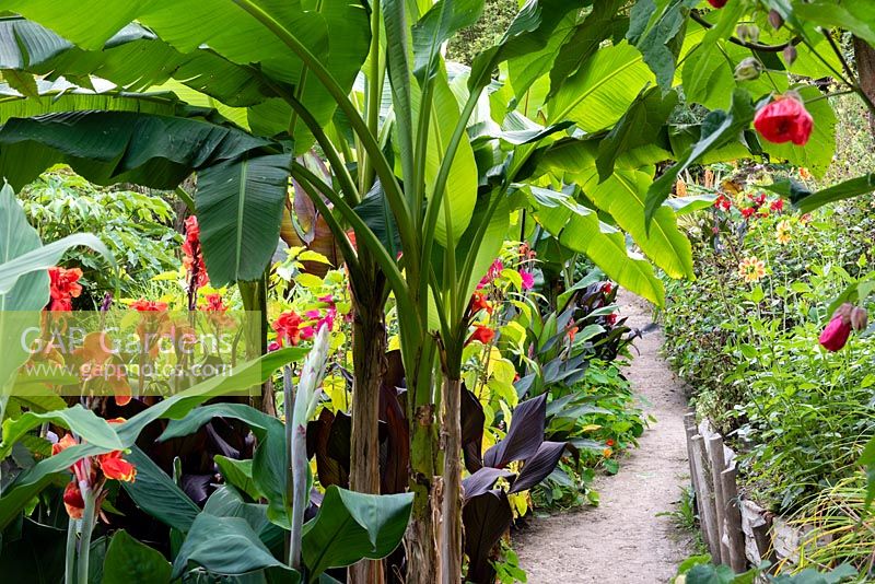 Path through exotic planting with Musa sikkimensis, Cannas, Hibiscus moscheutos and Abutilon