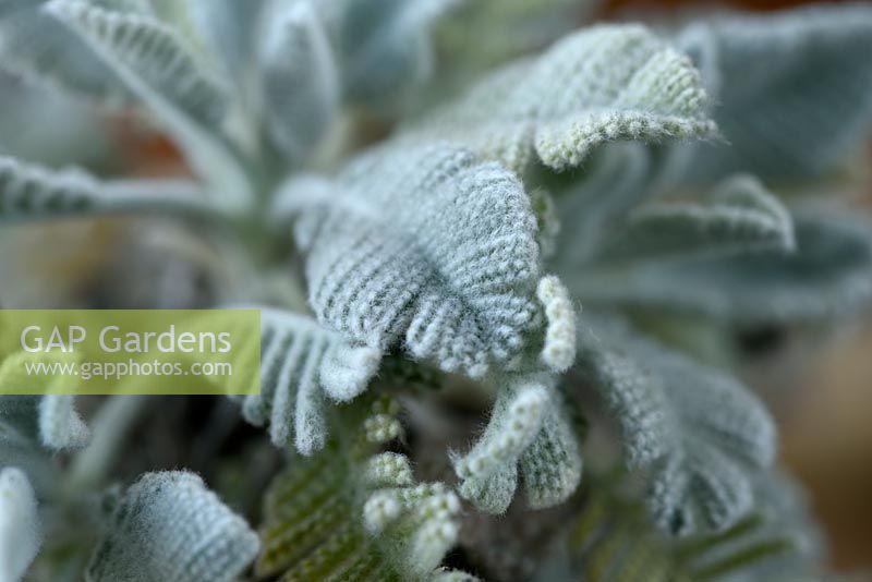 Tanacetum haradjanii  Silver lace tansy